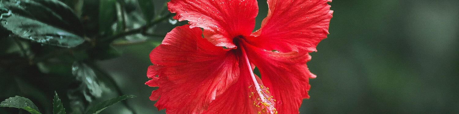 Hawaii Rain Fragrance Collection