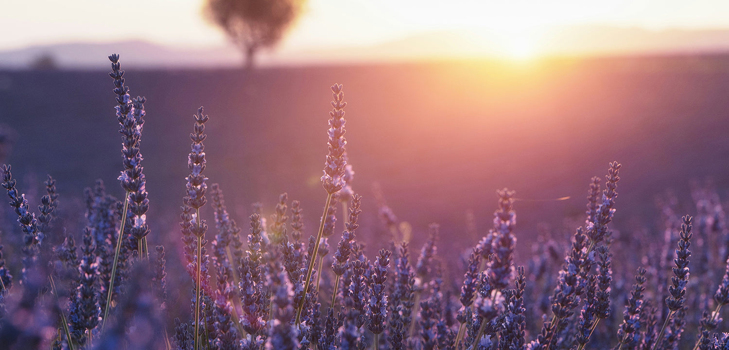 Lavender field
