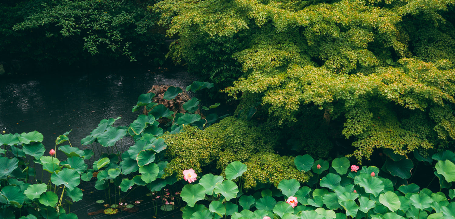 Brooklyn Candle Studio Hinoki inspiration image