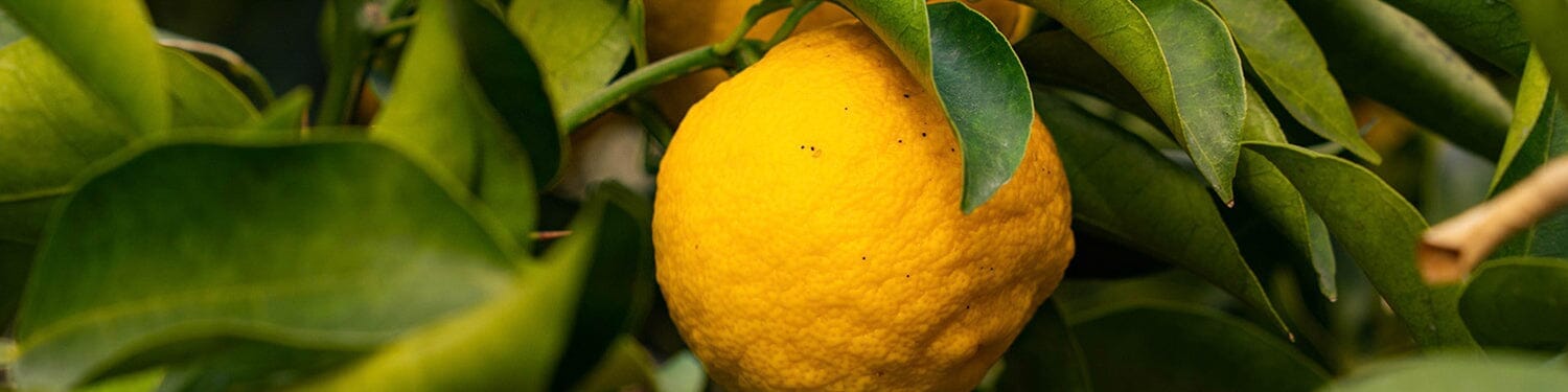 Japanese Citrus Fragrance Collection