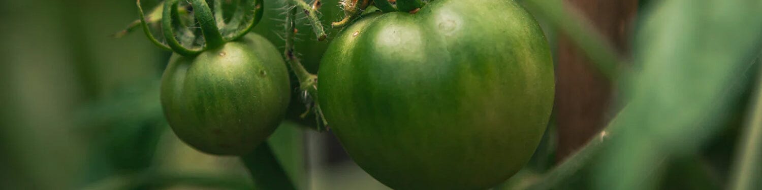 Tomato Leaf Fragrance Collection
