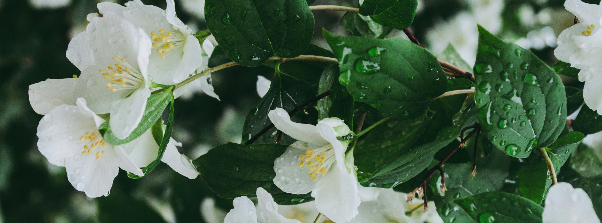 Jasmine dew inspiration